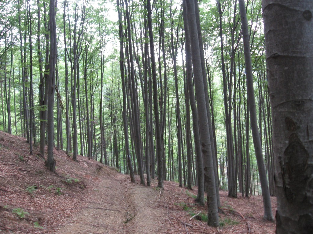 שאלות נפוצות