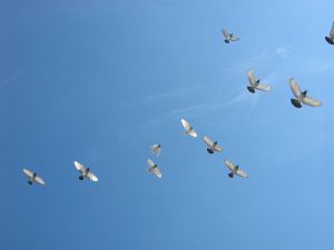 טיפול CBT therapy